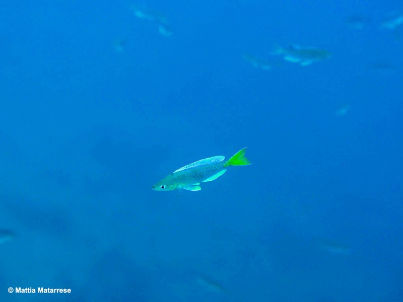 Cyprichromis sp. 'dwarf jumbo' Ifala